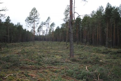 Didžiulis iškirsto miško plotas Kuršių nerijoje