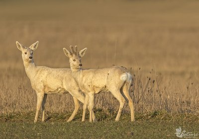 Gelsvos stirnaitės