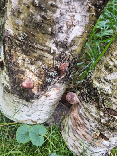 „Shiitake“ grybai E. Utaraitės Jurkonienės nuotr.