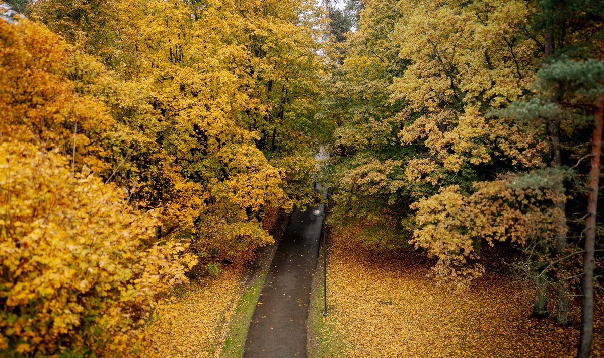 Rudenėjantis Vilnius