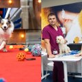 Kačių ir šunų šeimininkus kviečia į nemokamą renginį – konsultuos veterinarijos gydytojai, lauks pramogos