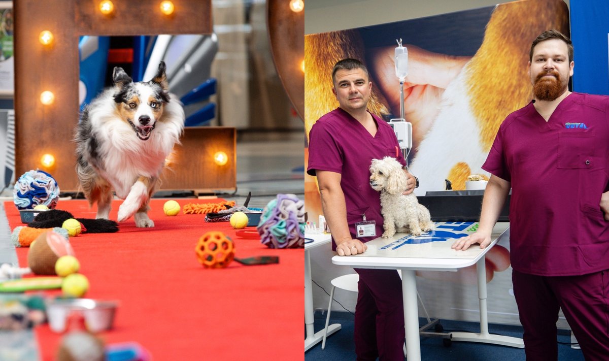 Kačių ir šunų šeimininkus kviečia į nemokamą renginį – konsultuos veterinarijos gydytojai, lauks pramogos