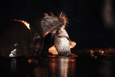 Per dieną suaugusi ūdra suėda apie 2,5 kg maisto