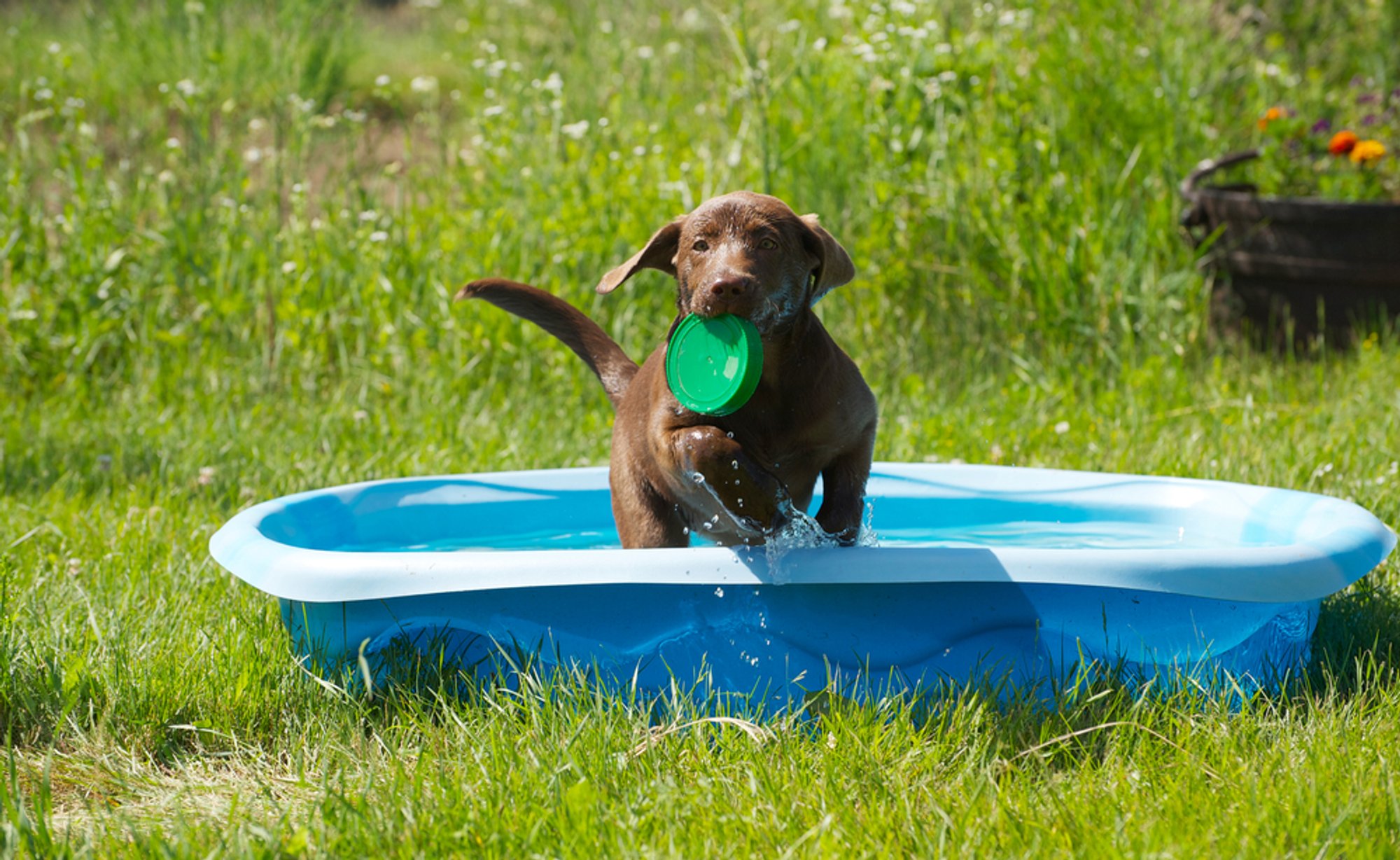 Sunlight poses hidden risk of skin disease to pets, Lithuanian vets warn