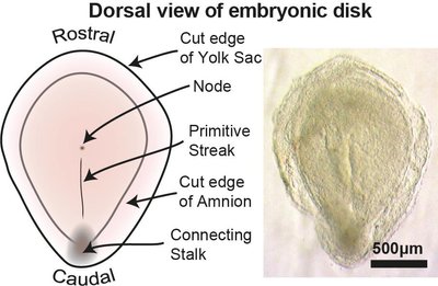 Tyrimas suteikė vertingų užuominų, kaip nediferencijuotos ląstelės virsta specializuotomis, iš kurių sudarytas mūsų kūnas. Tyser et al., Nature, 2021 nuotr.