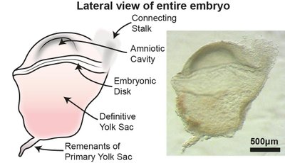 Tyrimas suteikė vertingų užuominų, kaip nediferencijuotos ląstelės virsta specializuotomis, iš kurių sudarytas mūsų kūnas. Tyser et al., Nature, 2021 nuotr.