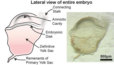 Tyrimas suteikė vertingų užuominų, kaip nediferencijuotos ląstelės virsta specializuotomis, iš kurių sudarytas mūsų kūnas. Tyser et al., Nature, 2021 nuotr.