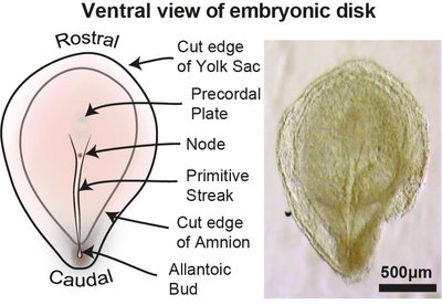 Tyrimas suteikė vertingų užuominų, kaip nediferencijuotos ląstelės virsta specializuotomis, iš kurių sudarytas mūsų kūnas. Tyser et al., Nature, 2021 nuotr.