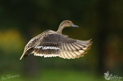 Gražus smailiauodegės anties sparno mostas