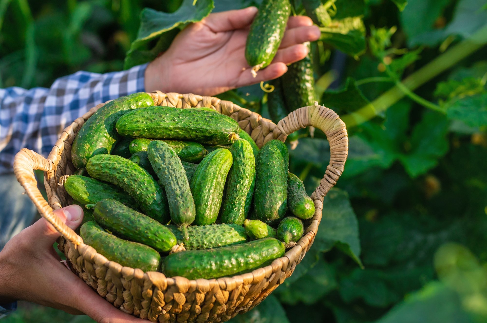 You will have cucumbers until late autumn: how to extend the harvest without using chemicals