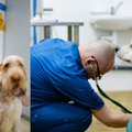 Privačios veterinarijos pradininkas Lietuvoje: pasaulis darosi labai vienišas – tai keičia ir žmonių požiūrį į gyvūnus