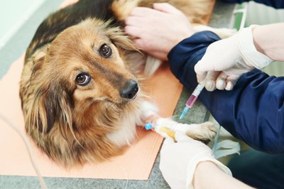 Šuo pas veterinarijos gydytoją