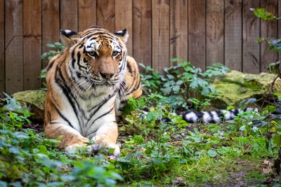 Lietuvos zoologijos sodo amūrinė tigrė Naya