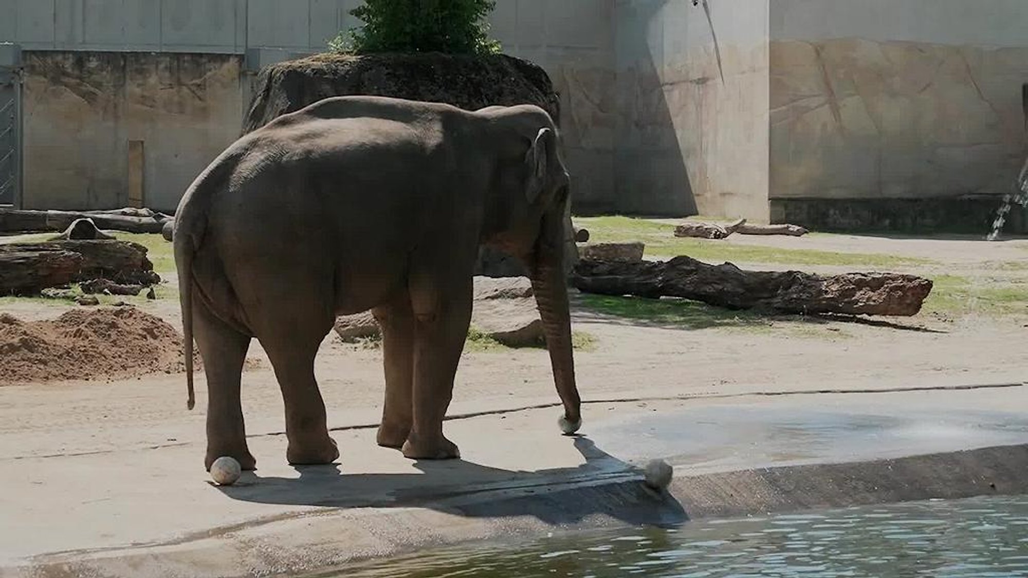 Elephant oracle Tarak predicts outcome of Germany's second World Cup match