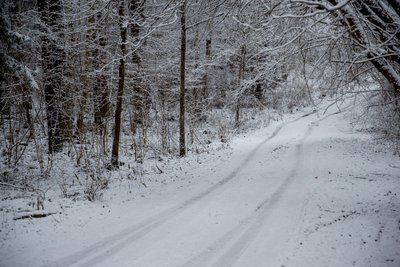 Miškas