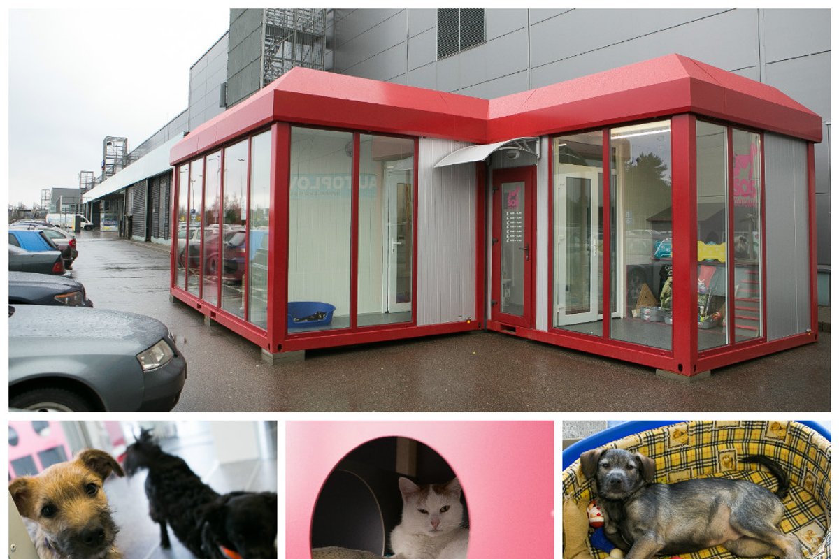 Gyvūnų prieglauda prie prekybos centro įkūrė „akvariumą“ - Delfi grynas