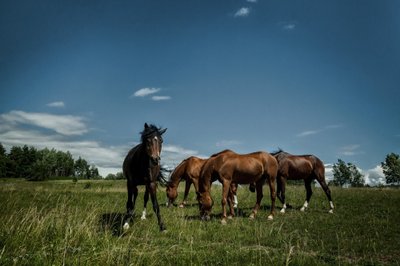 Ievos ir Jono Tumasonių ūkis