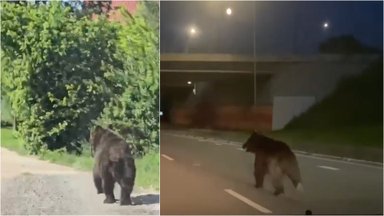 Meška gyventojų kiemuose – kam labiausiai turėtų būti gėda