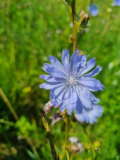  Paprastoji trūkažolė (Lot. Cichorium  intybus), dar vadinama cikorija