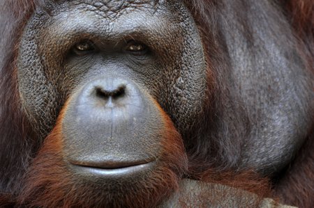 Susimąstęs orangutanas 