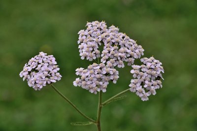 Kraujažolė