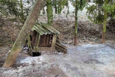 Šunų laikymo sąlygos Kėdainių rajone