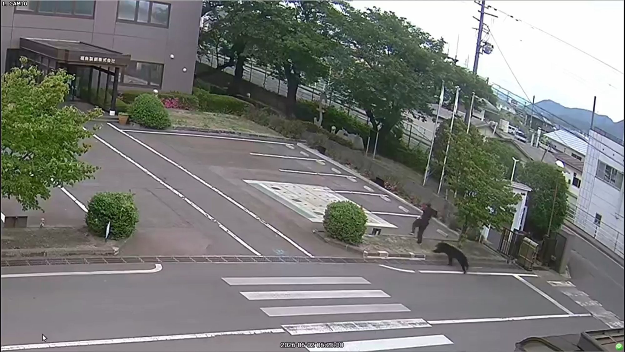 Bear on the loose in Japan injures four people