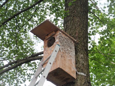 Strazdų apdergtas pelėdos inkilas. Birdpix.lt svetainės (Dariaus Musteikio) nuotr. 