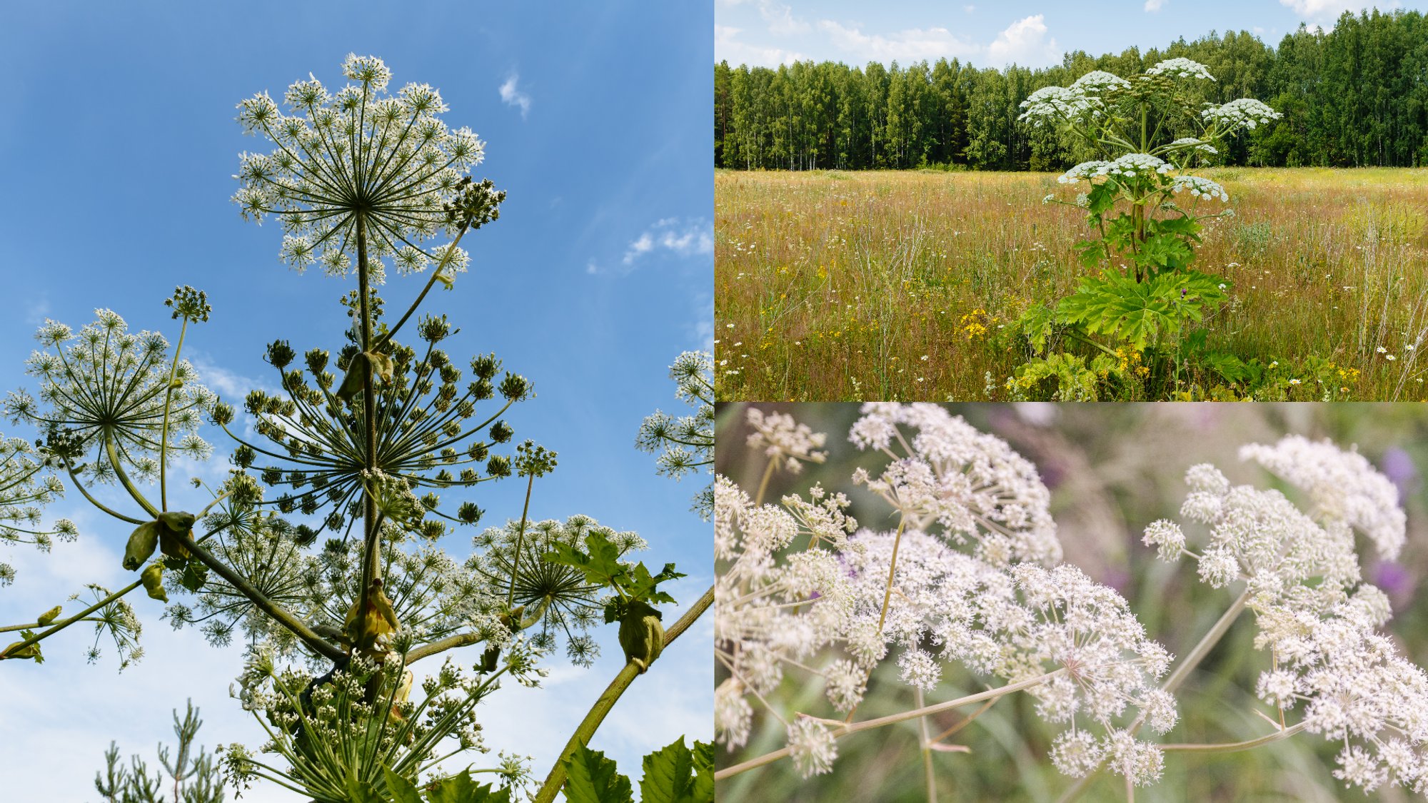 Invasive plant raises concerns: Key information about Sosnowsky's hogweed growth
