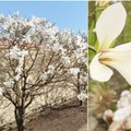 Vilioja ne tik sakuros: K?dainiuose pra?ydo ?spūdingosios magnolijos