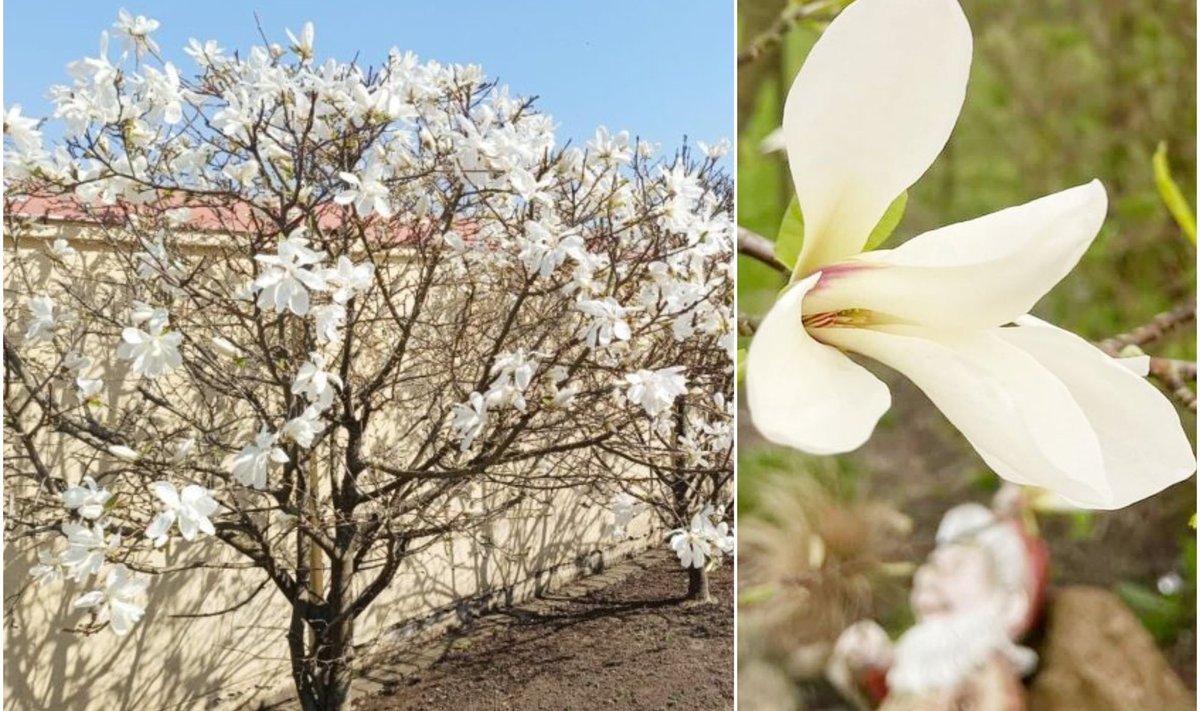 Magnolijų žiedai skleidžiasi ir K. Kaltenio parke, ir miesto centre