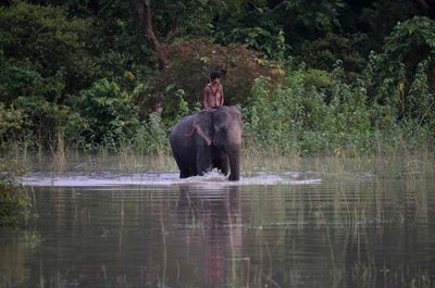 Drambliai Afrikoje