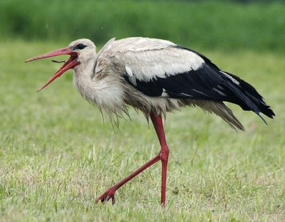 Lyjant lietučiui dirvone sliekus rankioja baltasis gandras