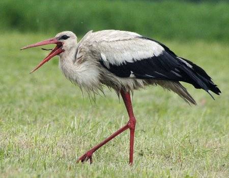 Lyjant pavasariniam lietučiui dirvone sliekus rankioja baltasis gandras