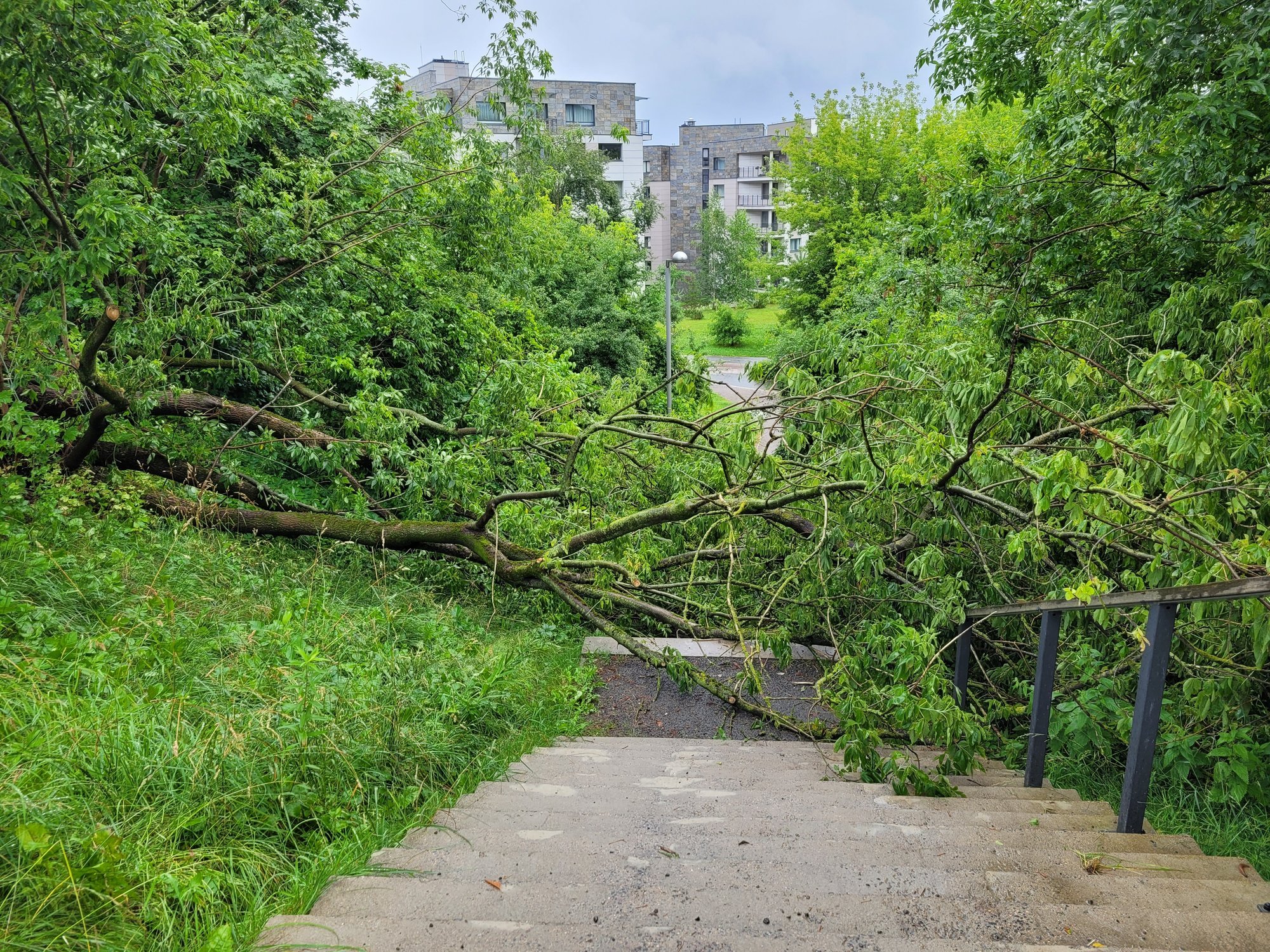 Lithuanian firefighters removed 208 fallen trees in July