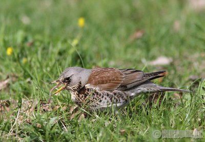 Smilginis strazdas lesa . Birdpix.lt svetainės nuotr. 