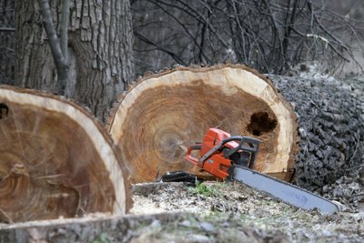 Medis lietuviui, anot arboristo, vis dar yra tik lentų ir malkų šaltinis