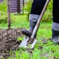 Liepos mėnesio Mėnulio sėjos kalendorius: kokie darbai laukia darže ir sode