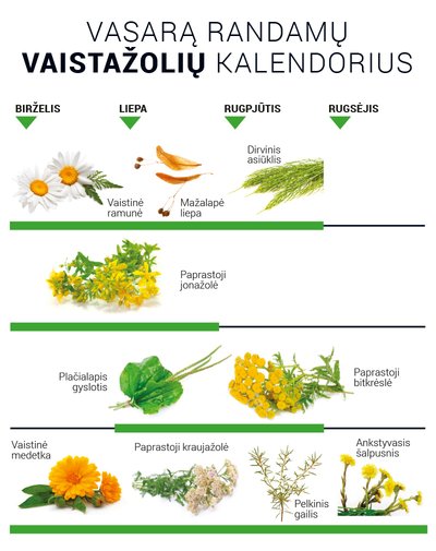 Vaistažolių rinkimo kalendorius (vasara)