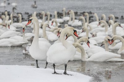 Gulbių lesykla Žemuosiuose Šančiuose