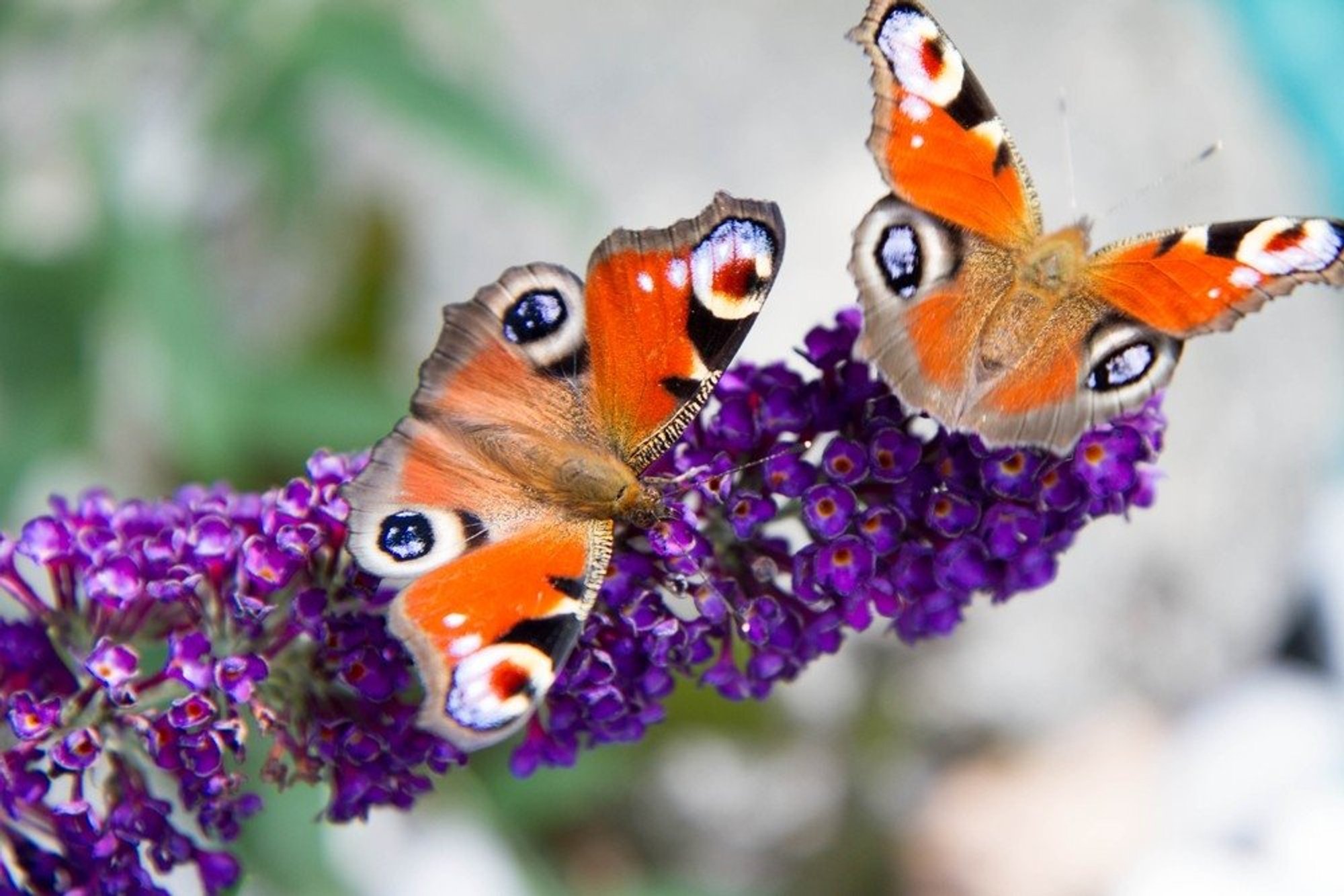 Gardeners Warn: These Beautiful Plants Can Become a Problem