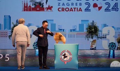  Tauro Kennel“ Pomeranijos špicas su vedliu iš Tailando