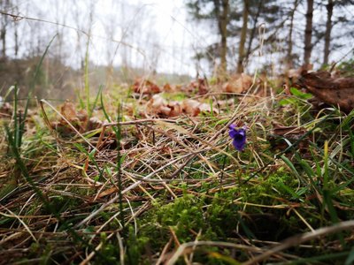 Žibutė gruodžio pabaigoje