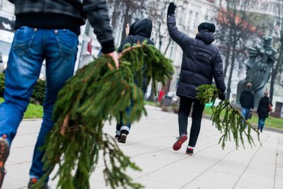 Miškininkai dalina eglių šakas