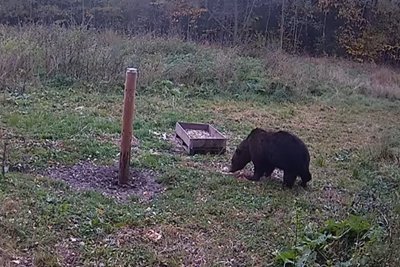 Meška Biržų girininkijoje