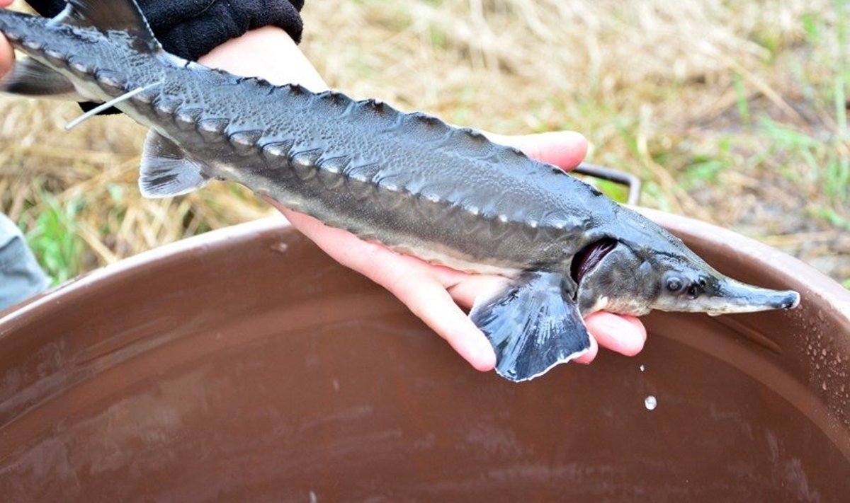 Aštriašnipis eršketas užauga iki 100 kg per 15–20 metų. 