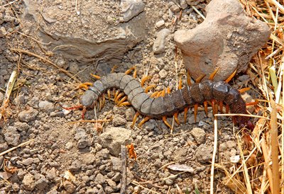 Žieduotoji skolopendra (šimtakojis)(Scolopendra cingulate)