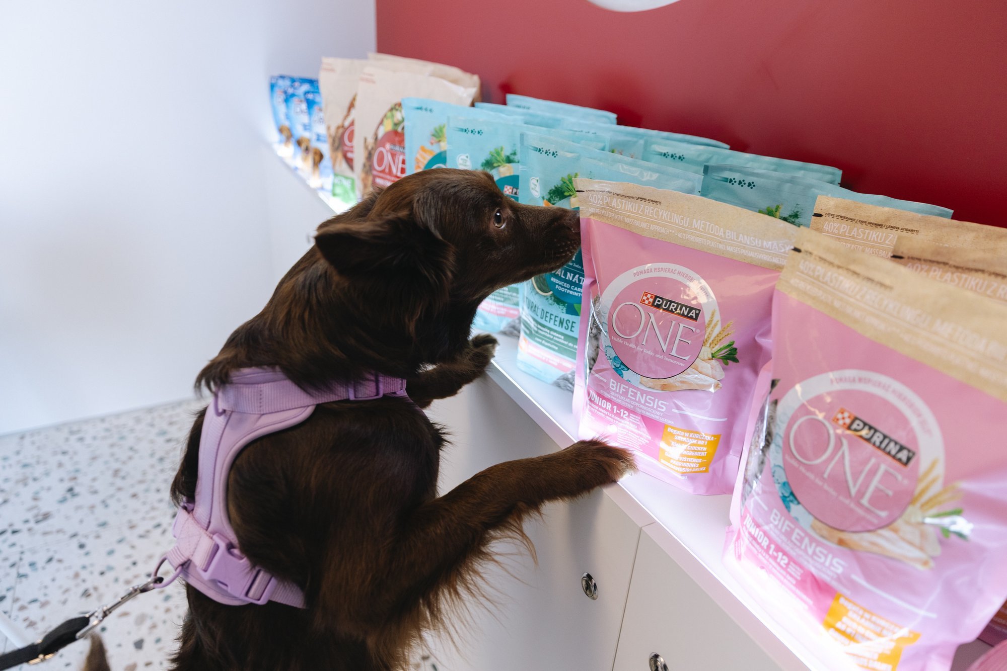Should You Prepare Homemade Food for Your Pet? A Veterinary Specialist Explains Why Quality Ingredients Alone Are Not En