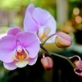 Orchidėjos gausiai žydės, jei laikysitės šių paprastų taisyklių