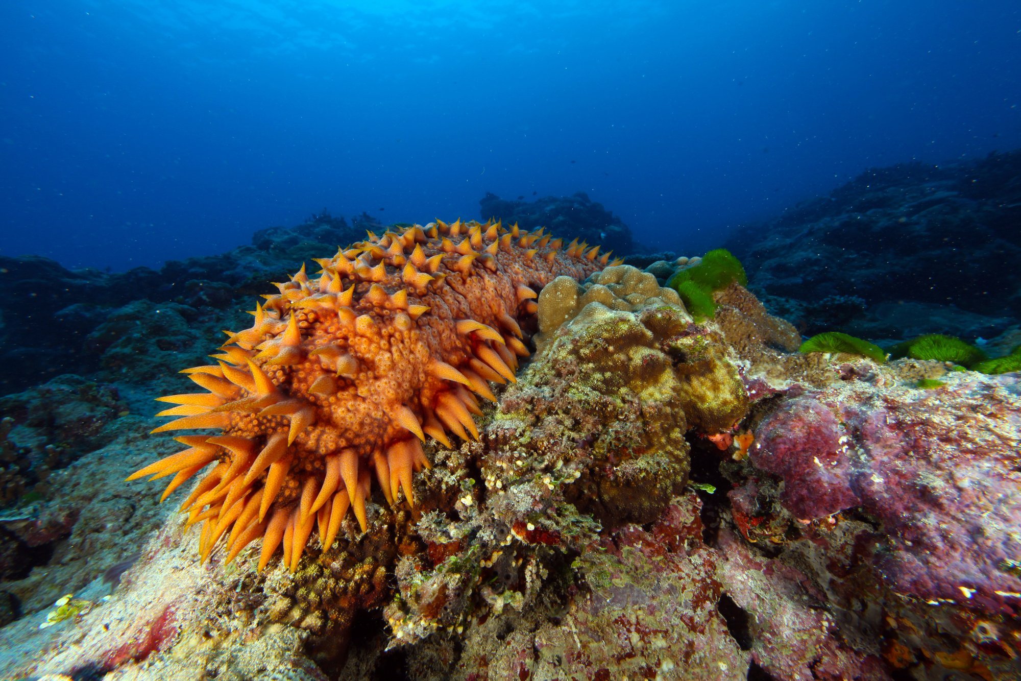 Scientists discover marine life with theoretically immortal tissues